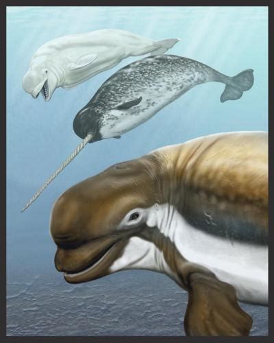 Ancient whale species sheds new light on its modern relatives