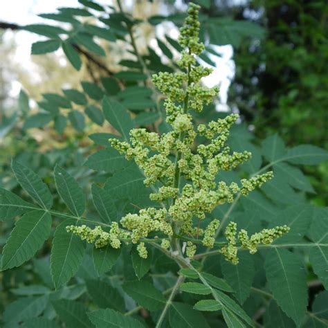 Graines De Rhus Coriaria Semences De Sumac Des Corroyeurs