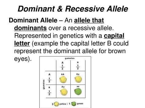 Recessive Allele