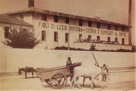 Le Origini Del Caff Di Cicoria Crastan Spa