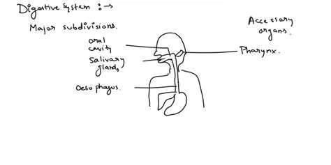 Solved Categorize The Digestive Structures As To Whether The Structure Is Part Of The Digestive