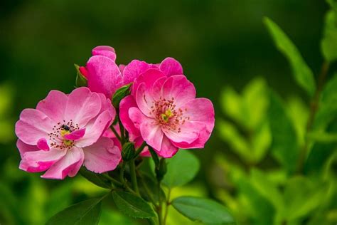 Rose Wildflower Blomst Gratis Foto P Pixabay