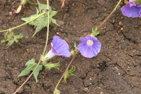 Ivyleaf morningglory – Ipomoea hederacea - Plant & Pest Diagnostics