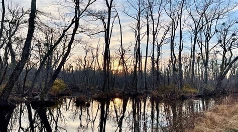 Great Dismal Swamp: A Scenic Hike to Lake Drummond