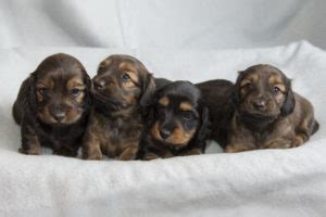 Miniature Long Haired Dachshund Puppies For Sale Dikerdachs