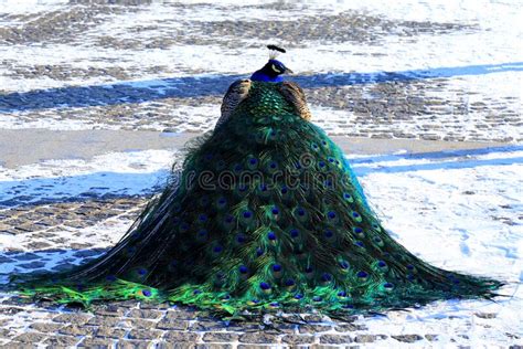 Beautiful Peacock In Winter Park A Beautiful Blue Peacock Is Sitting