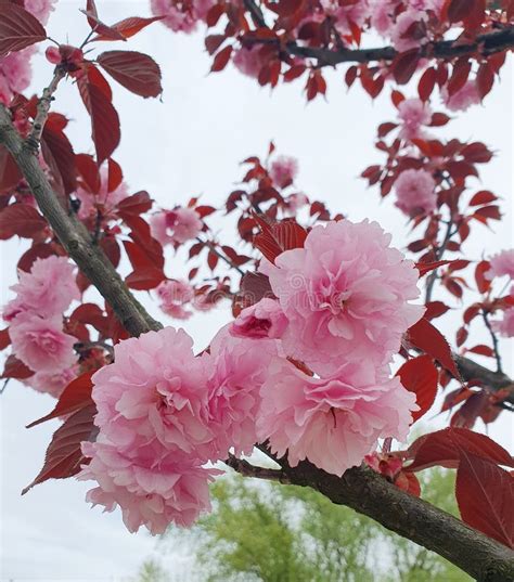 Cerejeira Japonesa Lindas Flores De Cor Rosa Delicada Variedade Sakura