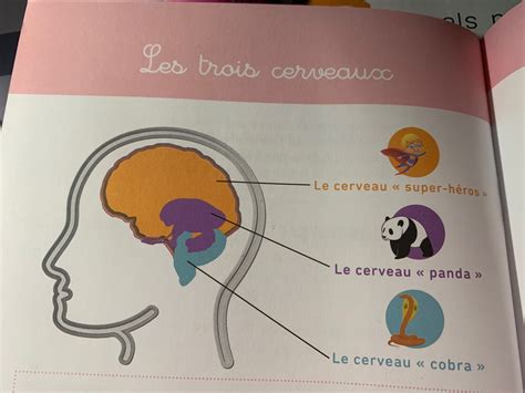 Les 3 cerveaux expliqués aux enfants Cerveau Gestion des émotions