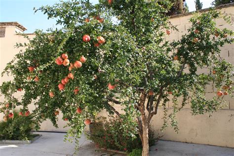 El Cultivo De La Granada Y Sus Beneficios