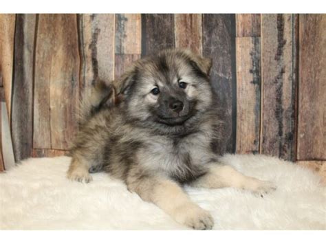 American Eskimo Dog Keeshond Puppy Black Silver Id26669 Located At