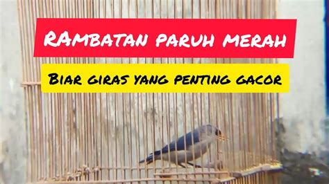 Rambatan Paruh Merah Gacor Bagus Untuk Masteran Burung Lomba YouTube