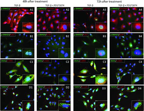 Double Immunofluorescent Labeling Of Proteins Involved In Tgf