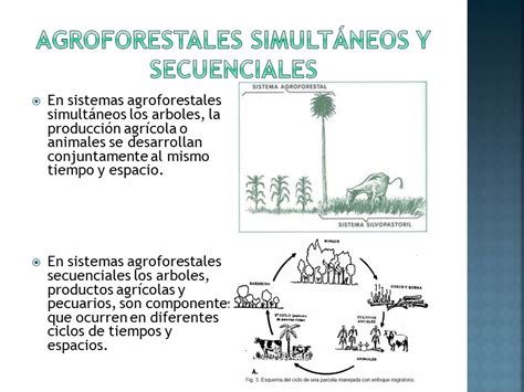 ¿qué Es Un Sistema Agroforestal Simultaneo Sistema Agroforestal