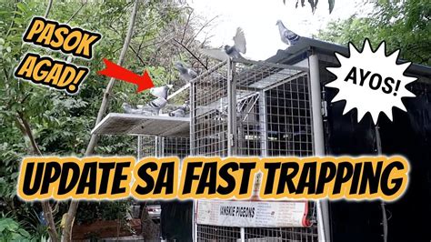 MABILIS NA PAGPASOK NG KALAPATI SA LOFT FROM LOFT FLY OR FAST TRAPPING