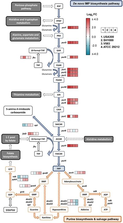 Cellular Adaptation And The Importance Of The Purine Biosynthesis