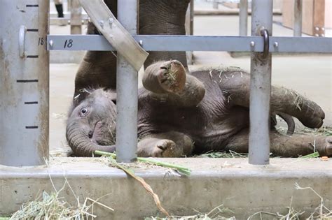 やまこじ On Twitter 無邪気な赤ちゃんゾウ可愛い🐘 東山動植物園 6irhuqj3wd Twitter