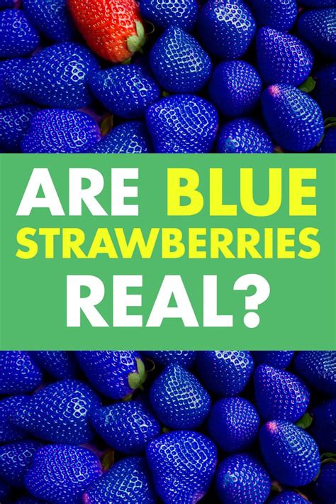 Blue Strawberries Blue Strawberry Strawberry Varieties Strawberry