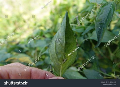 100 Pepper Powdery Mildew Disease Symptoms Images Stock Photos