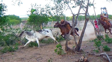 Pega de boi na caatinga nordestina FAZENDA SÍTIO YouTube