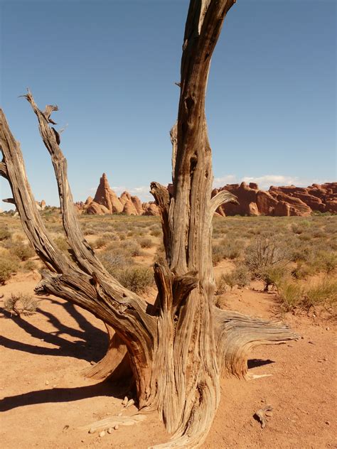 Free Images Landscape Tree Sand Wilderness Branch Wood Arid