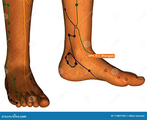 Acupuncture Point SP5 Shangqiu 3D Illustration White Background Stock