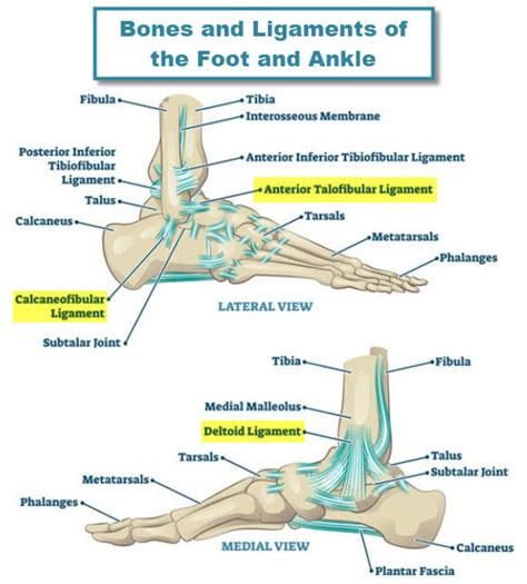 Diagram Of Tendons And Ligaments