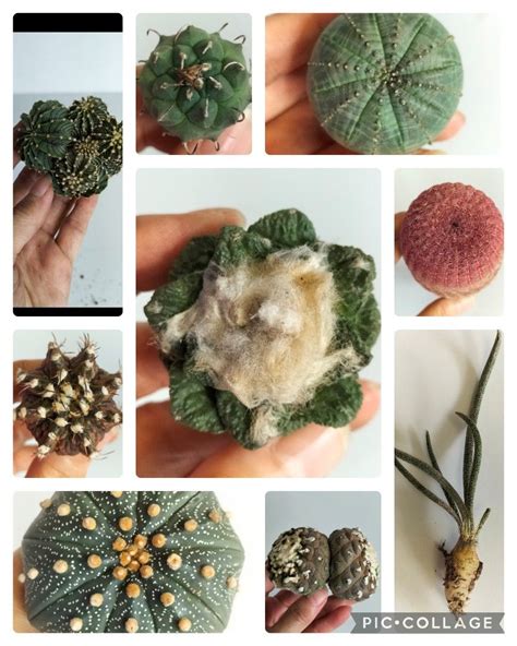 Ariocarpus Cauliflower Multi Heads Gymnocalycium Friedrichii Lb