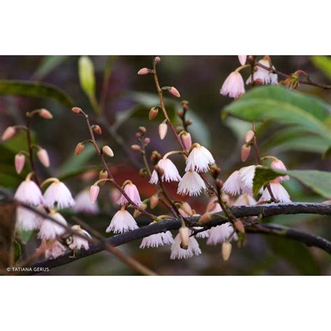 Elaeocarpus Prima Donna