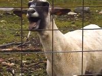 12 Screaming Goats ideas | goats, goats funny, bones funny