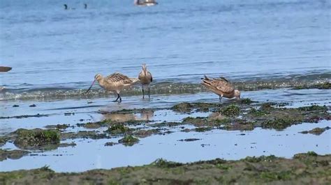 Limosa Fedoa En Bocana De Estuario Virrila Marzo 2011 YouTube