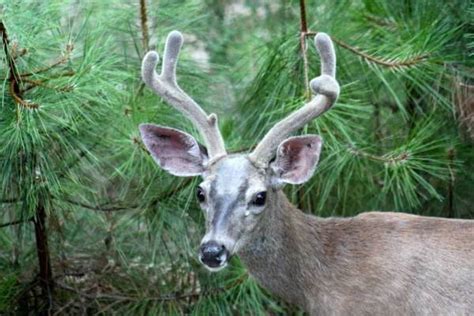 shasta-wildlife-11 | The Inn At Shasta Lake