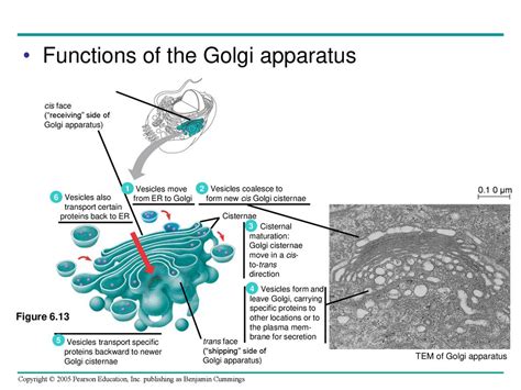 Chapter 6 A Tour Of The Cell Ppt Download