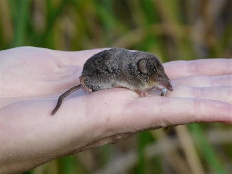 Cuál es el mamífero más pequeño del mundo 4 pasos