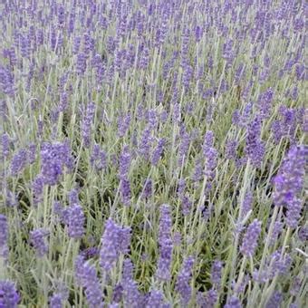 Lavendel Lavandula X Chaytoriae Richard Gray Planten Online Kopen