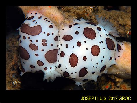 Peltodoris Atromaculata Lescala La Depuradora Fotografiat Flickr