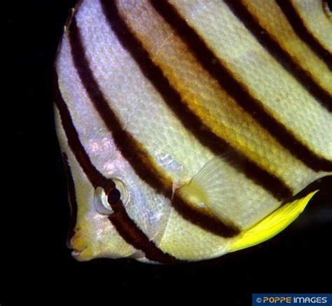 Chaetodon Octofasciatus Poppe Images