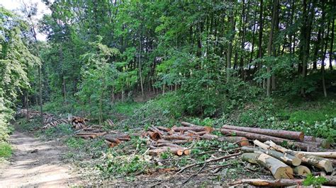 Gehrden Cdu Fordert Ein Konzept Gegen Das Waldsterben Am Gehrdener Berg