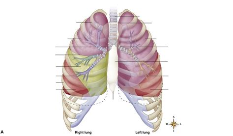 Lung Lobes And Segments