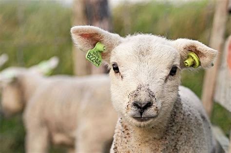 Two Sheep With Tags On Their Ears Standing Next To Each Other