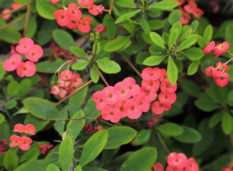 Tips And Information About Crown Of Thorns Plants Gardening Know How