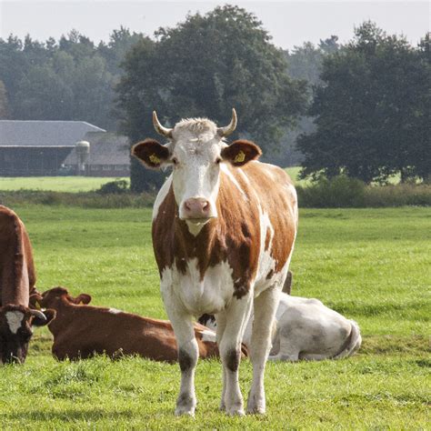 Nederland Telt Op Dit Moment Elf Wolvenroedels BIJ12