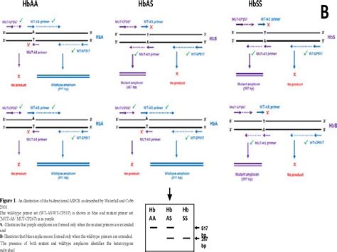 Figure From Single Tube Allele Specific Pcr A Low Cost Technique For