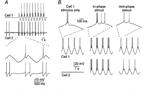 Structure Of Thalamic Reticular Nucleus Semantic Scholar