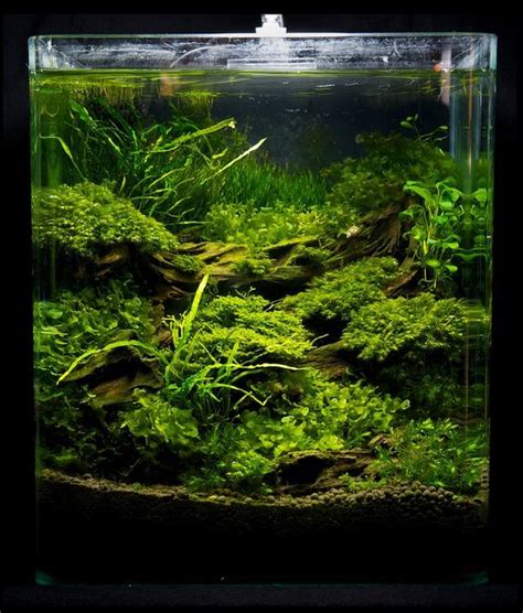 Decoration Naturelle Aquarium Mon Blog Jardinage