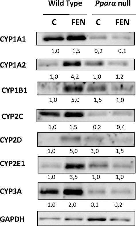 Oleuropein Induced Acceleration Of Cytochrome P450Catalyzed Drug