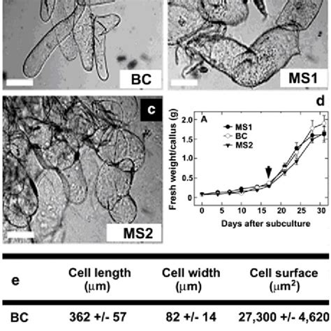 Morphology Of Tobacco Callus Cells Overexpressing Maize Abp In