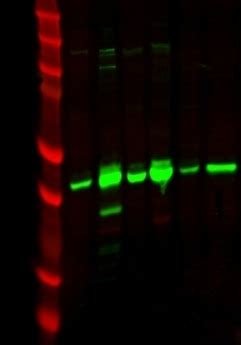 Pdh E Alpha Antibody Ap Proteintech