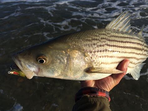 Fly fishing for striped bass - Tail Fly Fishing Magazine