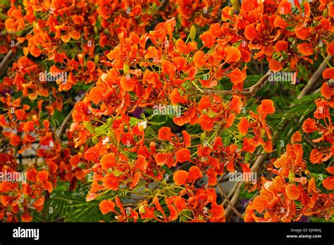 Flamboyant Or Delonix Regia In A Tropical Garden Stock Photo Alamy