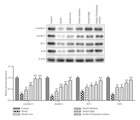 Expression Levels Of Occludin Claudin 1 Zo 1 And Jam In Six Groups Download Scientific